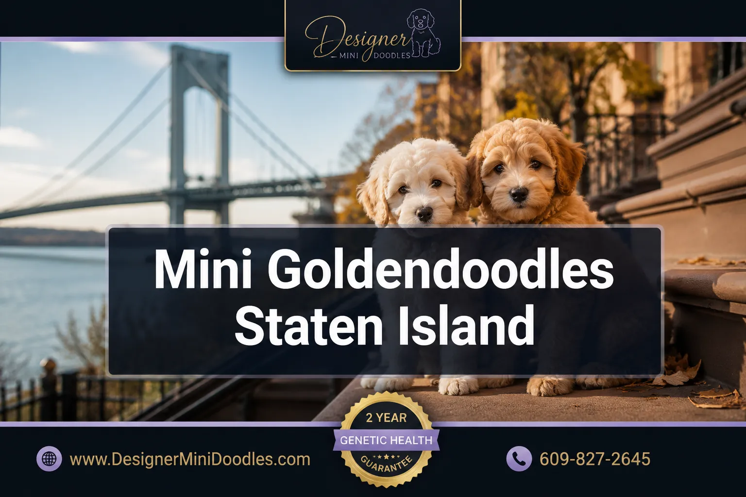 mnini goldendoodle puppies Staten Island