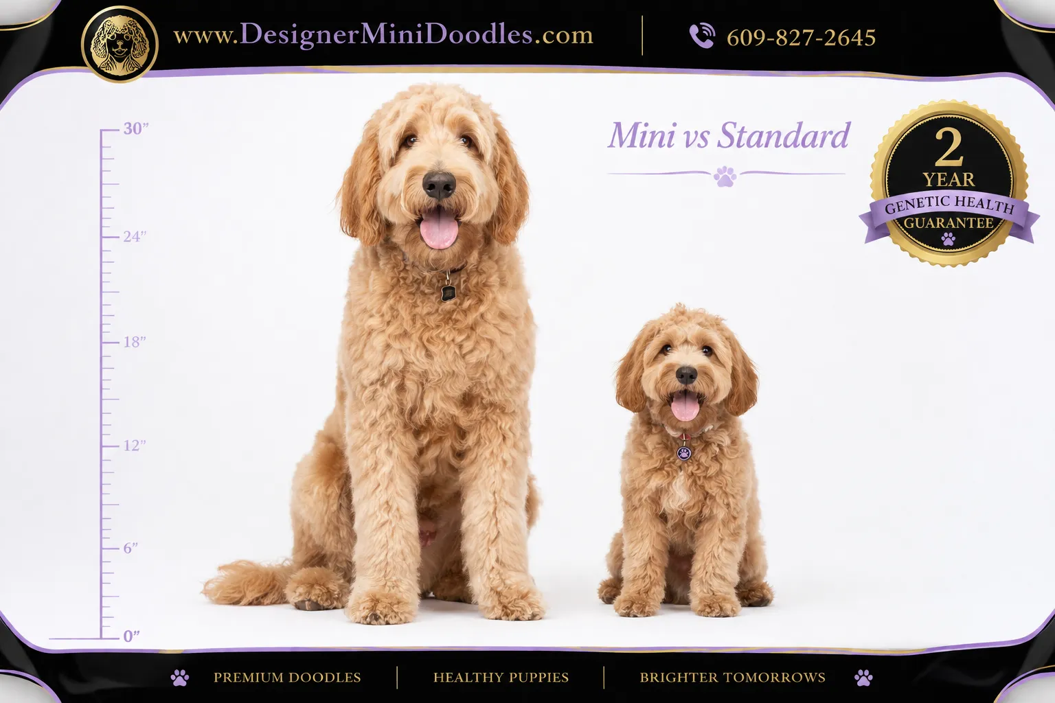 mnini goldendoodle puppies Staten Island