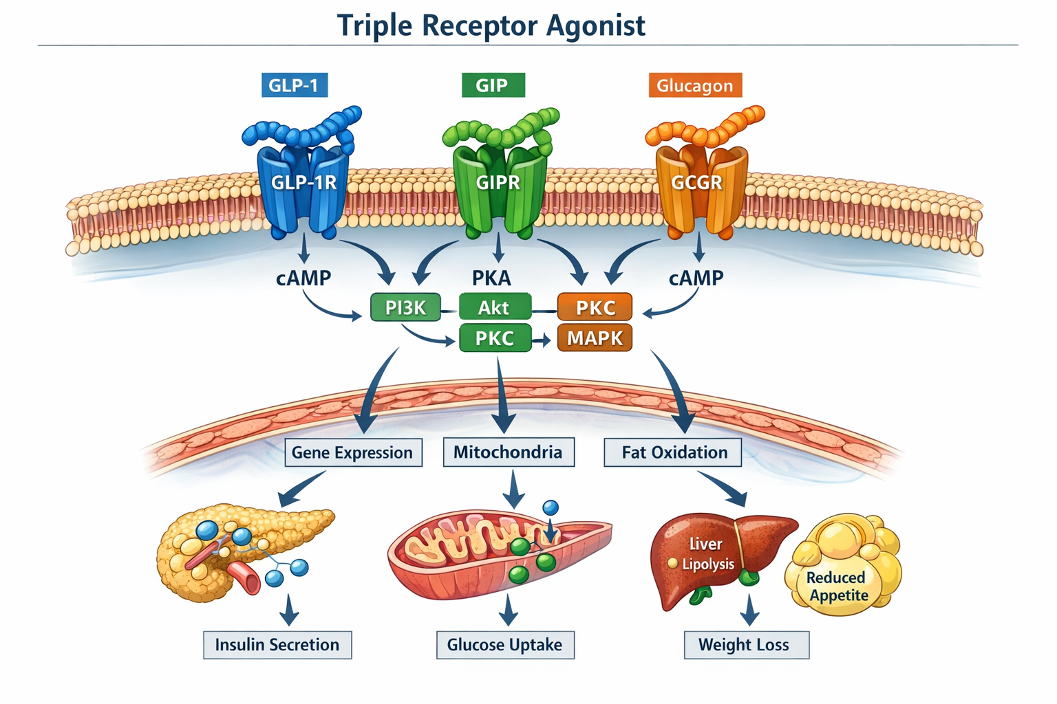 Landscape format (1536x1024) scientific illustration depicting triple receptor agonist mechanism showing GLP-1R, GIPR, and GCGR receptor bin