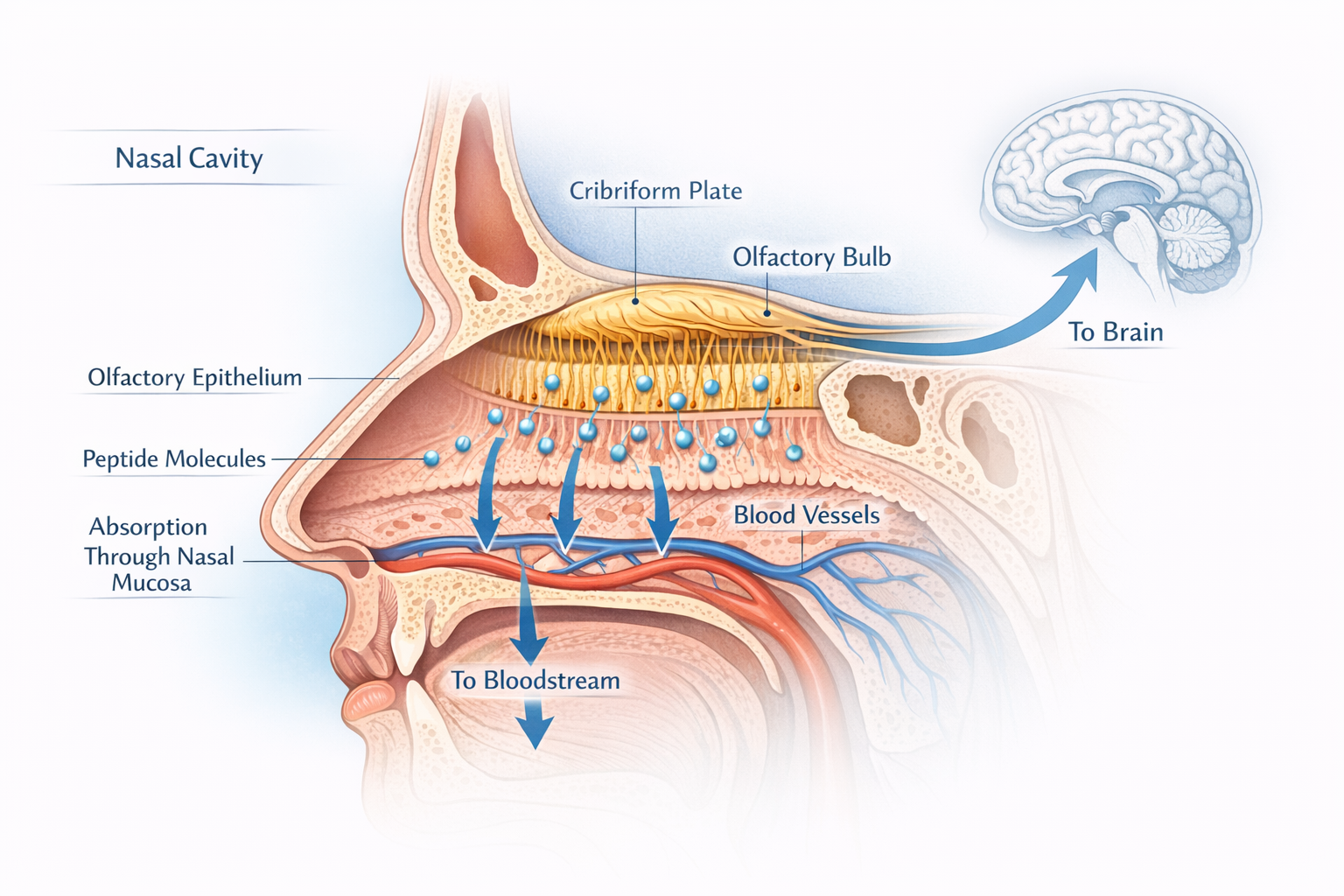 Detailed scientific illustration showing cross-section of human nasal cavity with peptide molecules being absorbed through nasal mucosa memb