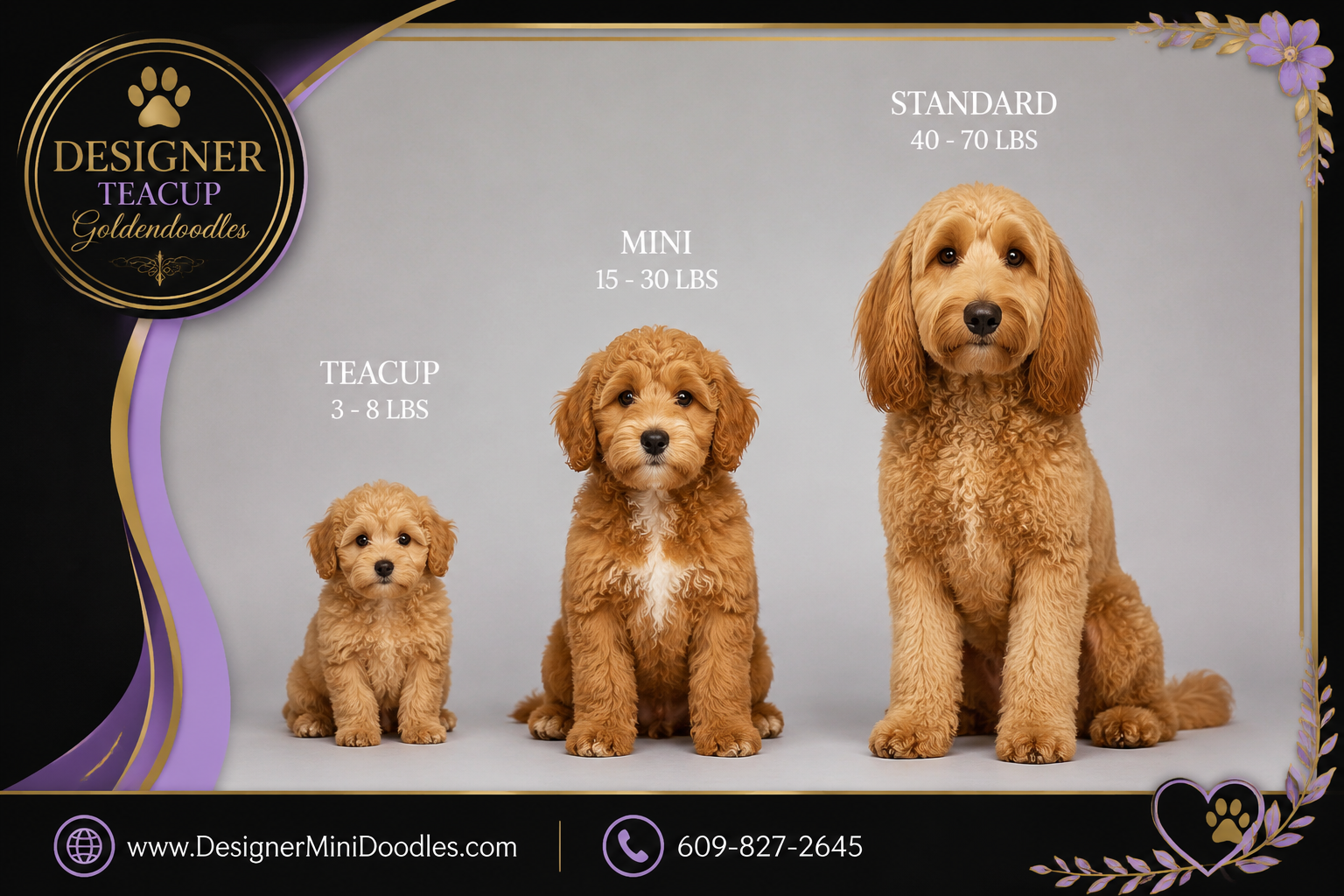 teacup goldendoodle puppy size