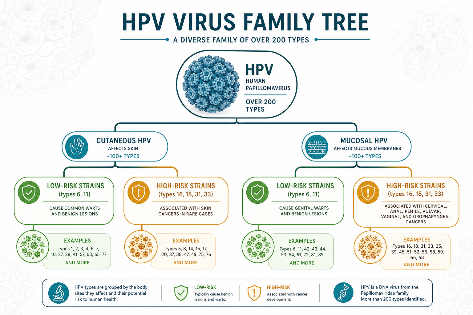 Fact 3: Most Sexually Active People Will Have HPV at Some Point