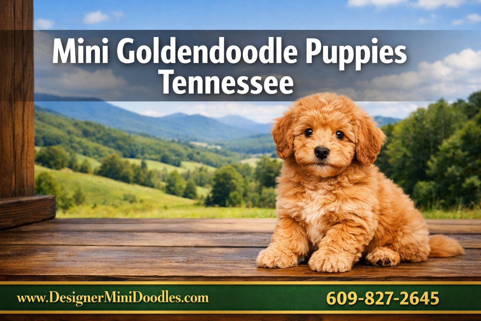 Professional () hero image with : 'Mini Goldendoodle Puppies Tennessee' in extra large white with deep , centered upper