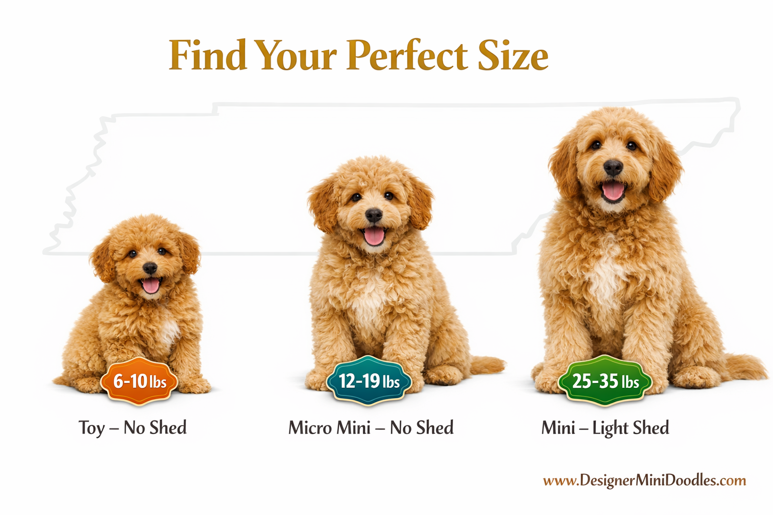 () infographic-style image showing three fluffy goldendoodle puppies of different sizes side by side on a white background: