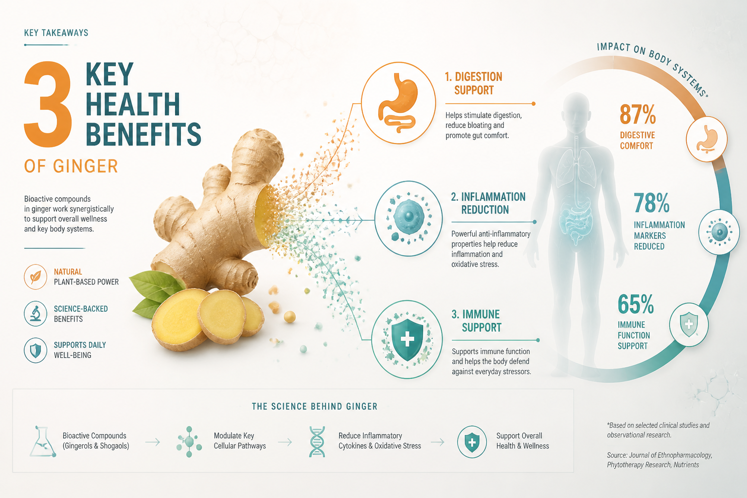 Key Takeaways section hero image: Minimalist medical infographic featuring stylized ginger root transformed into