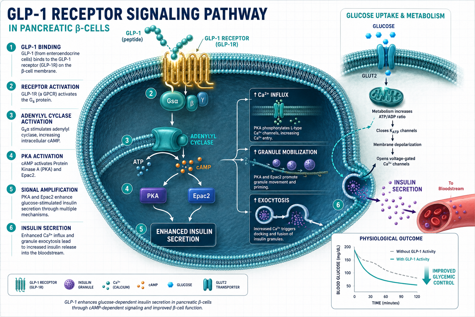 Detailed () scientific infographic illustration showing the GLP-1 receptor signaling pathway in a stylized cross-section of