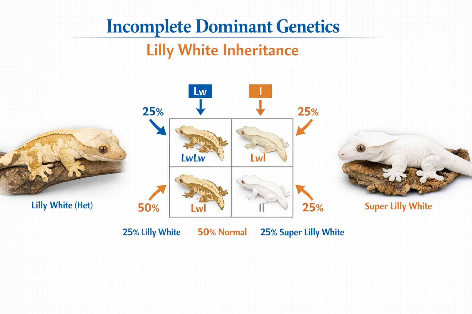 Landscape format (1536x1024) scientific-style educational image displaying genetic inheritance diagram for crested gecko morphs. Center show