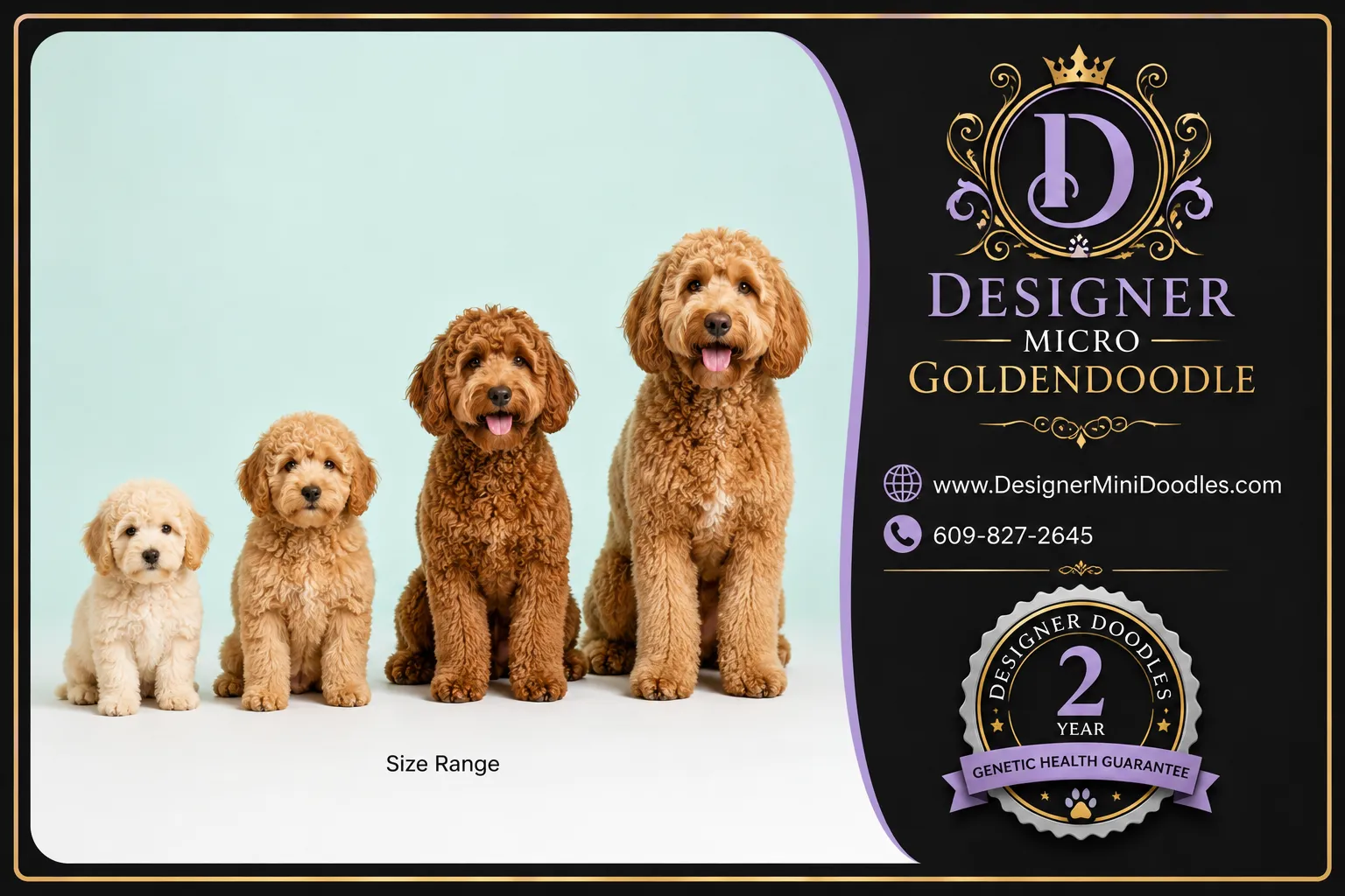 micro goldendoodle puppies Massachusetts