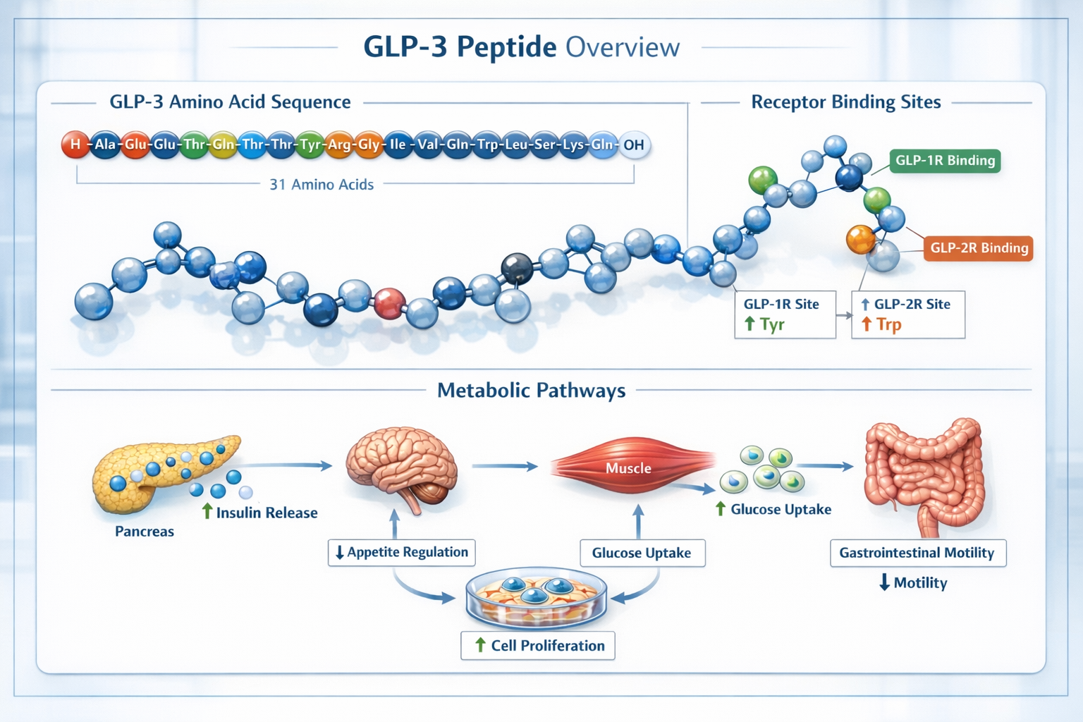 Scientific infographic showing GLP3 peptide molecular structure with detailed amino acid sequence, receptor binding sites, and metabolic pat