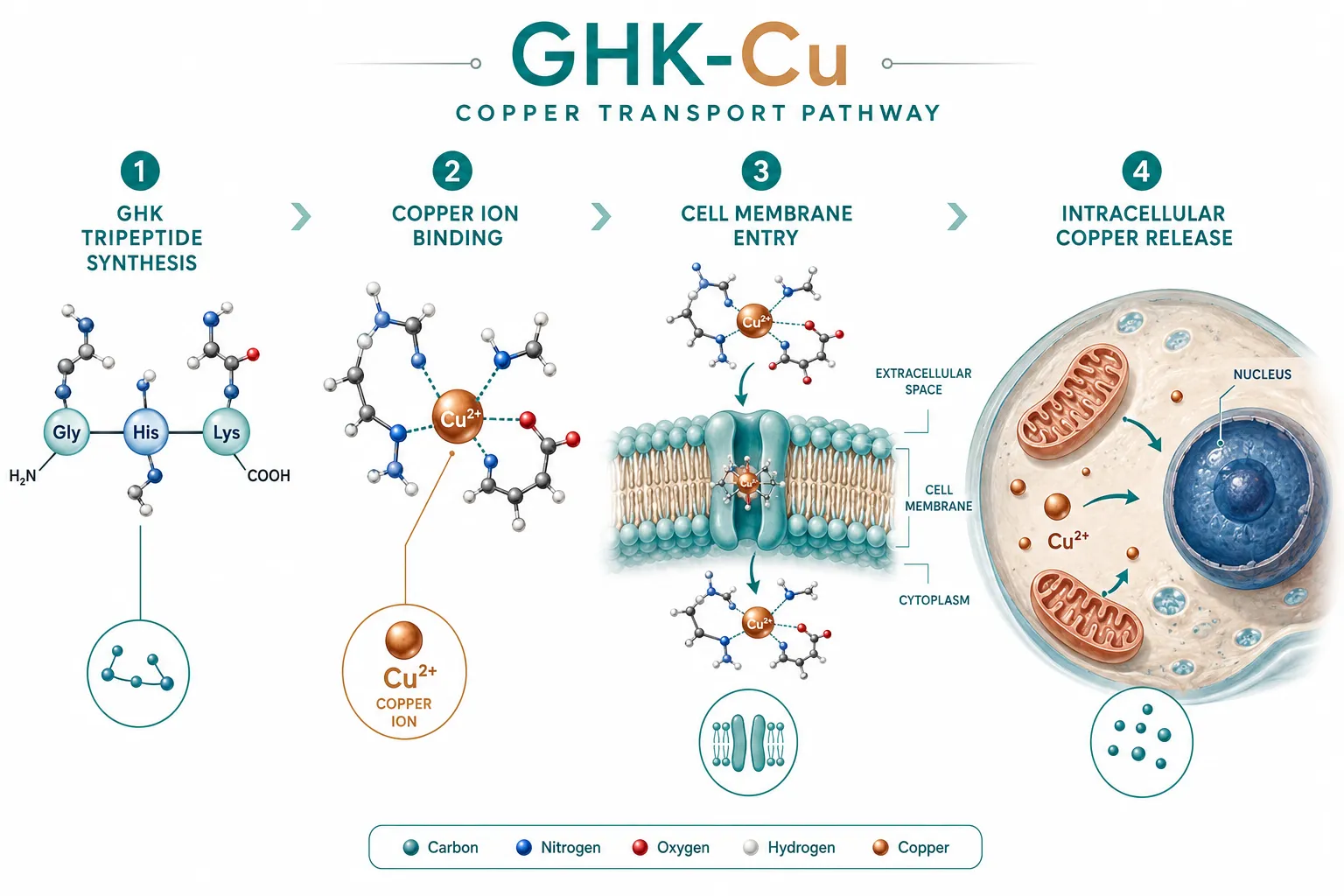 How GHK-Cu Peptide Works: Copper Transport and Cellular Activation