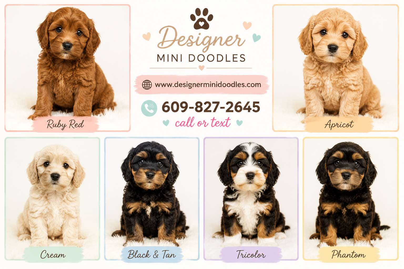 cavapoo breeders bradenton
