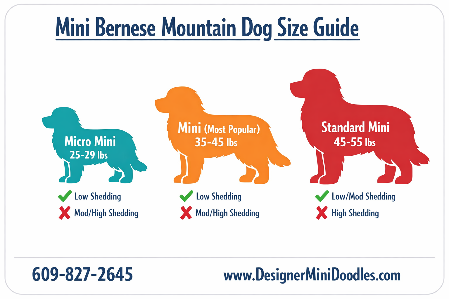 Miniature Bernese Mountain Dog puppies Bradenton