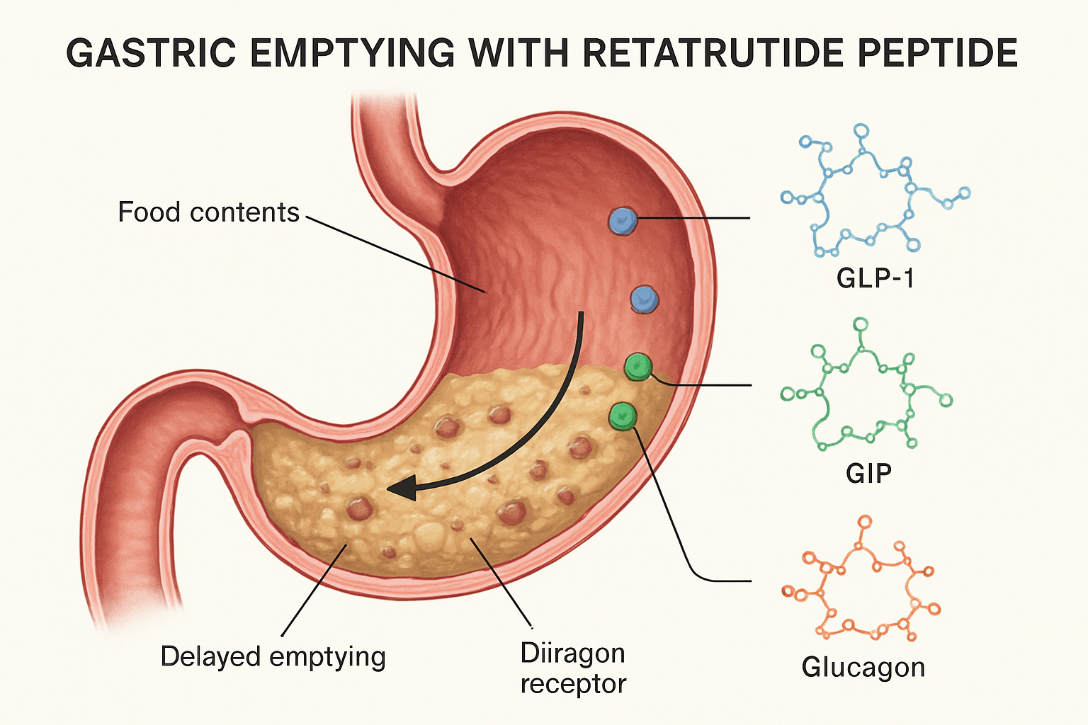 Retatrutide Gastric Emptying