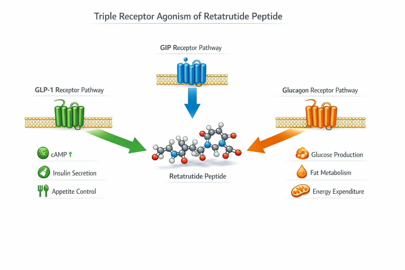 Detailed () image showing a scientific infographic-style illustration of the triple receptor agonism mechanism of