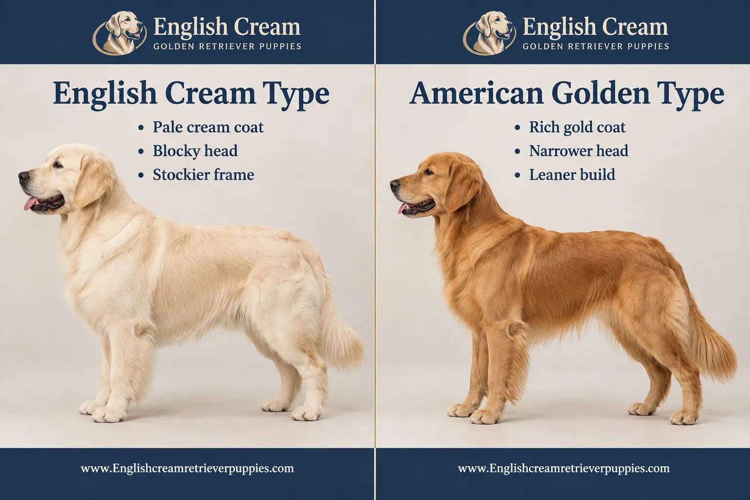 English cream retriever vs golden retriever vs white golden retriever: what's the difference?