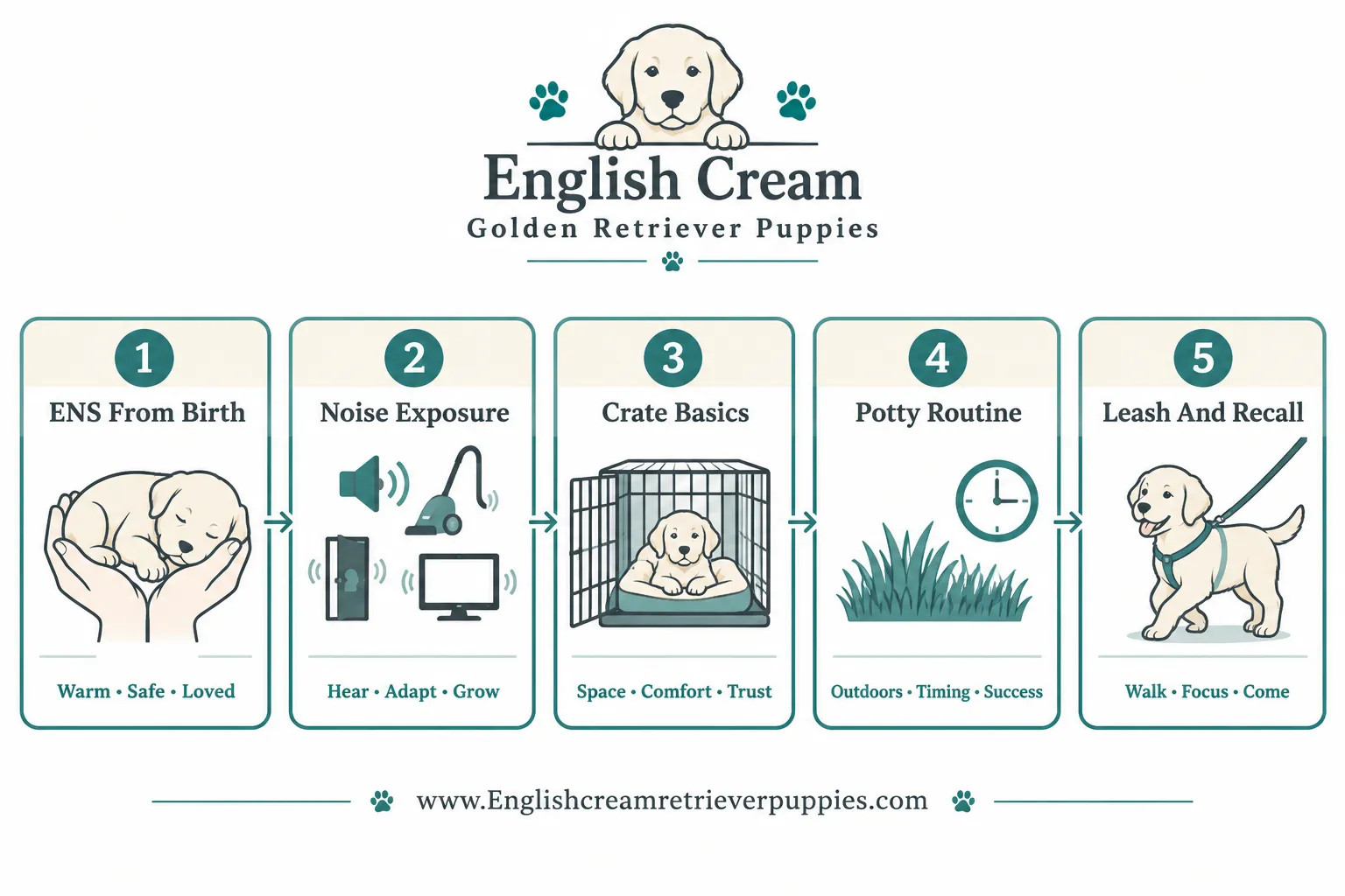 What training and socialization does an English cream retriever puppy need?