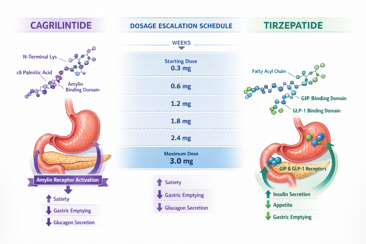 Detailed landscape infographic (1536x1024) showing side-by-side comparison chart of cagrilintide and tirzepatide molecular structures with l
