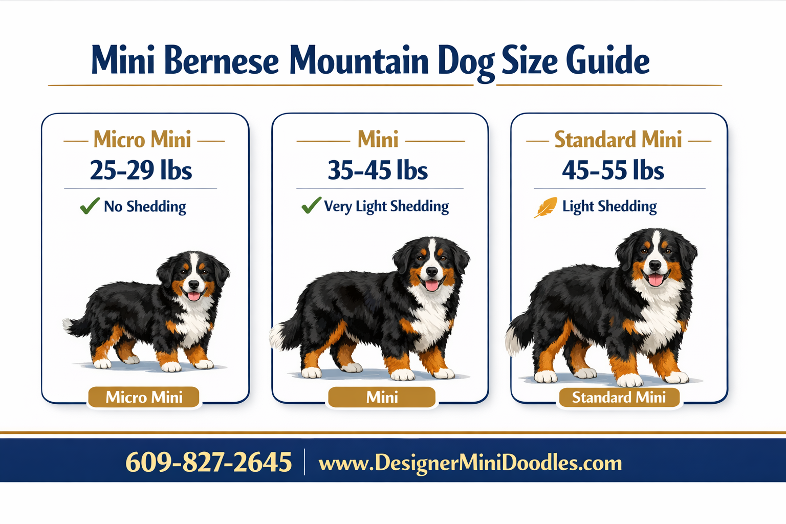 Miniature Bernese Mountain Dog Palm Beach