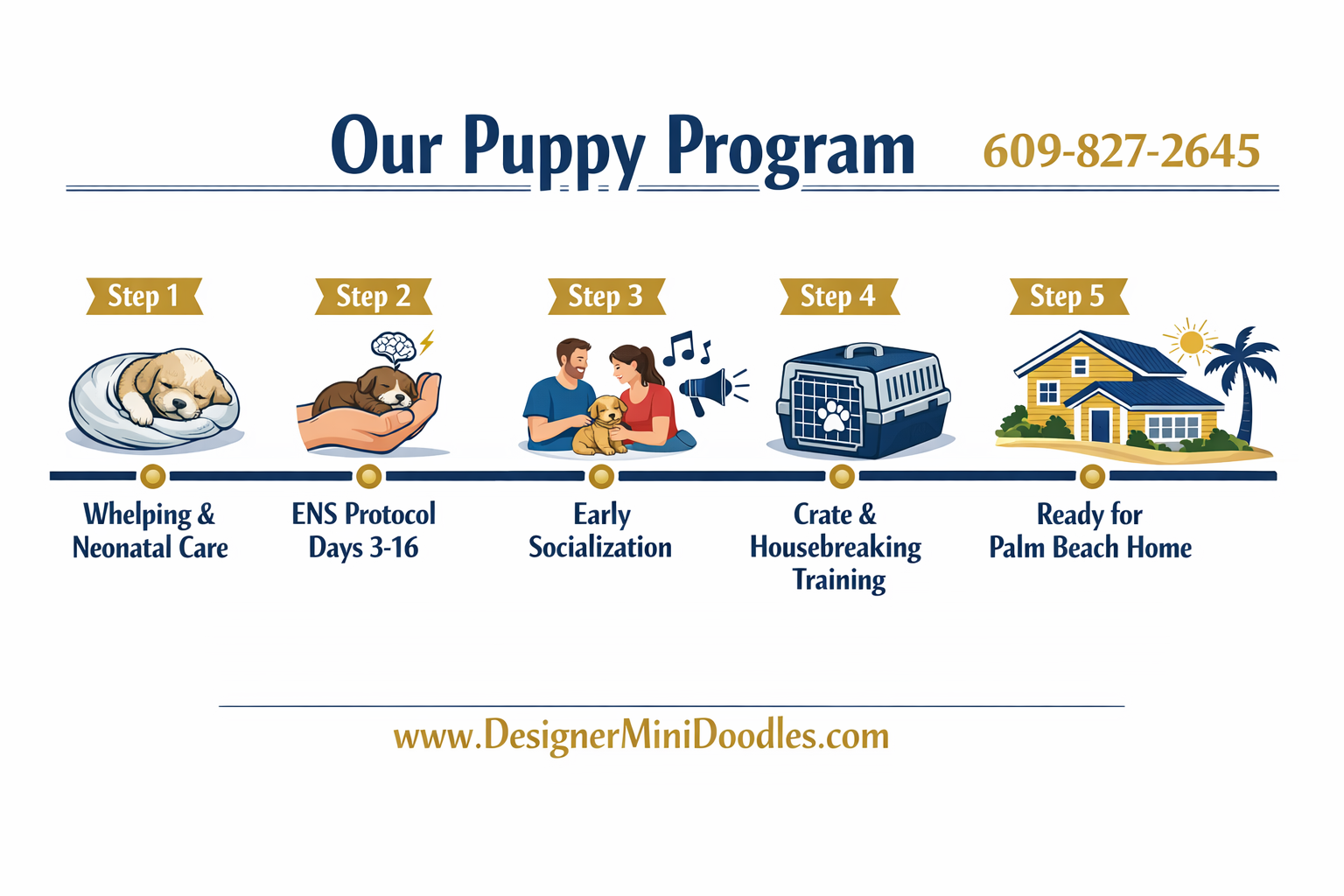 best Miniature Bernese mountain dog breeders