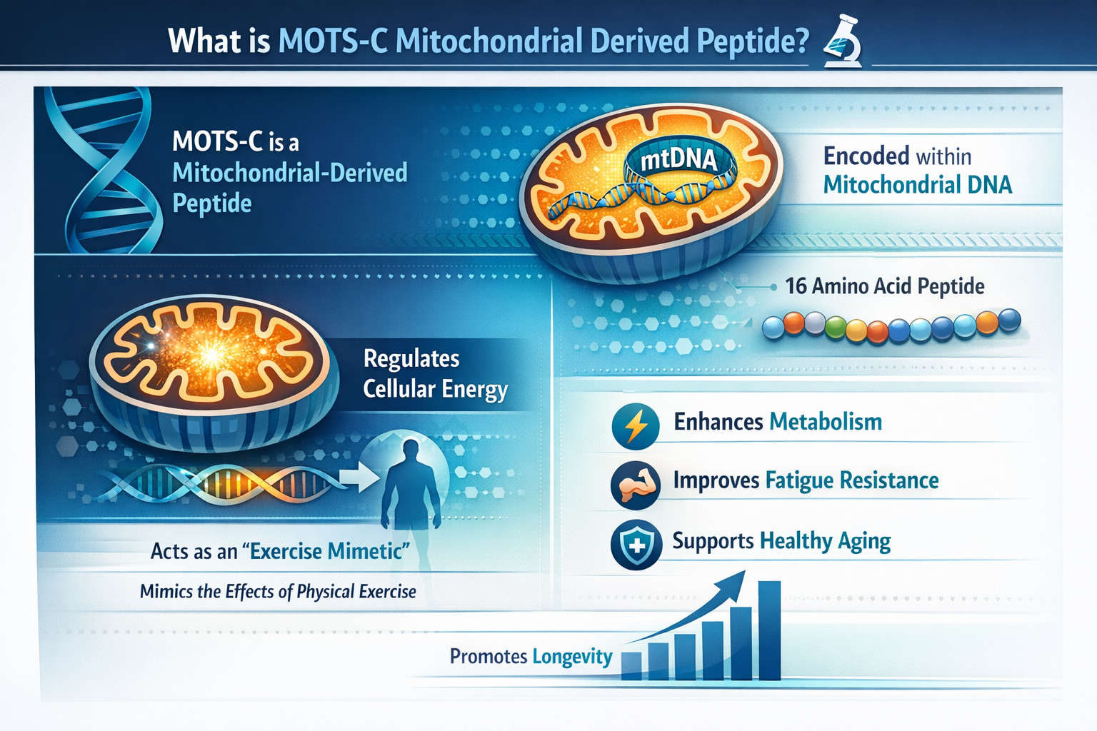 Professional infographic for article "MOTS-C Mitochondrial Derived Peptide: Unlocking Your Body's Exercise Mimetic 🧬", section: "What is MO
