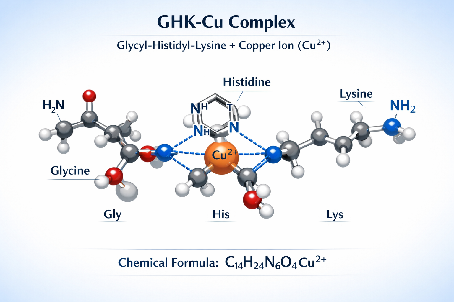 Detailed scientific illustration showing GHK-Cu molecular structure with copper ion (Cu²⁺) coordinated to glycyl-histidyl-lysine tripeptide,
