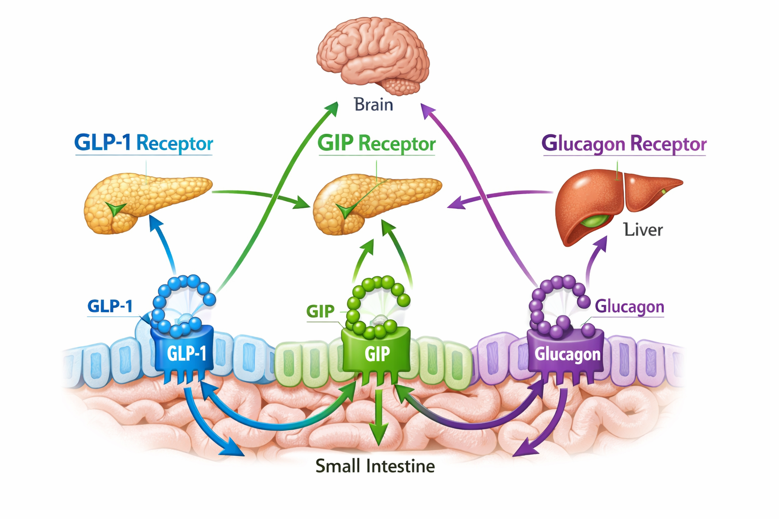 Landscape format (1536x1024) detailed scientific illustration showing three distinct gut hormone receptors (GLP-1, GIP, and Glucagon) as thr