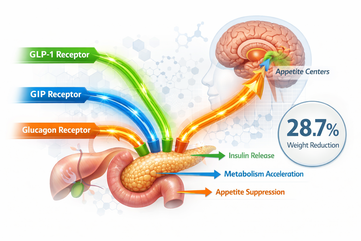 Landscape format (1536x1024) detailed scientific illustration showing three distinct hormone pathways - GLP-1, GIP, and glucagon receptors -