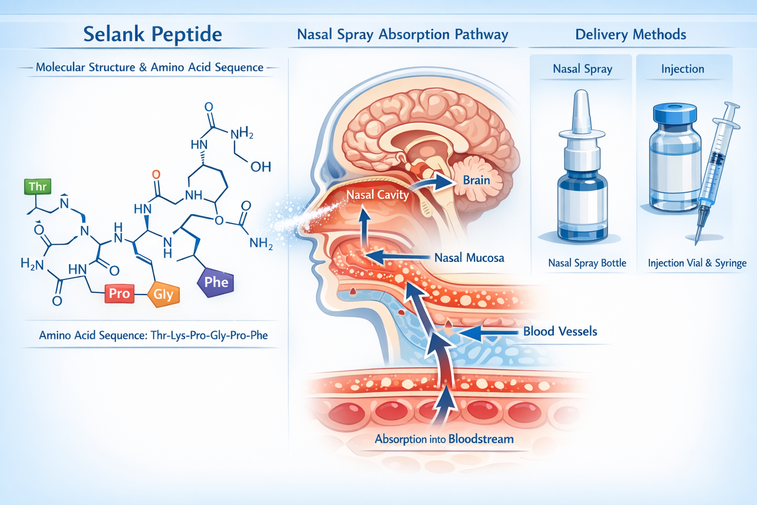 Detailed landscape infographic (1536x1024) showing Selank peptide molecular structure with labeled amino acid sequence, scientific diagram o