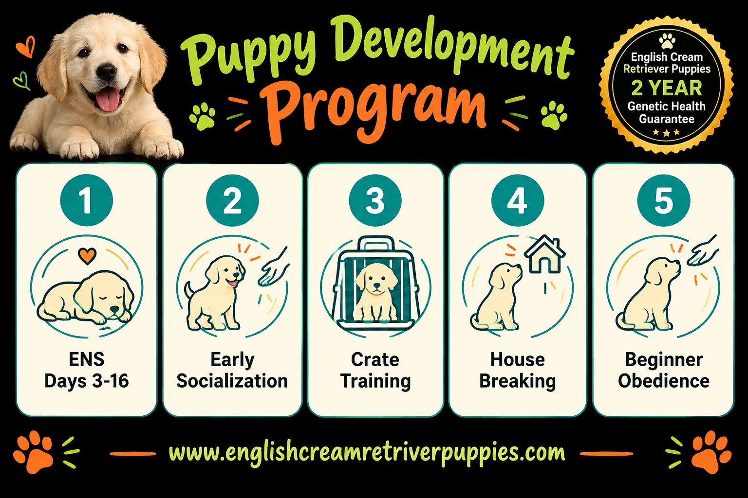 How Do You Find Reputable English Cream Golden Retriever Breeders Near Me?