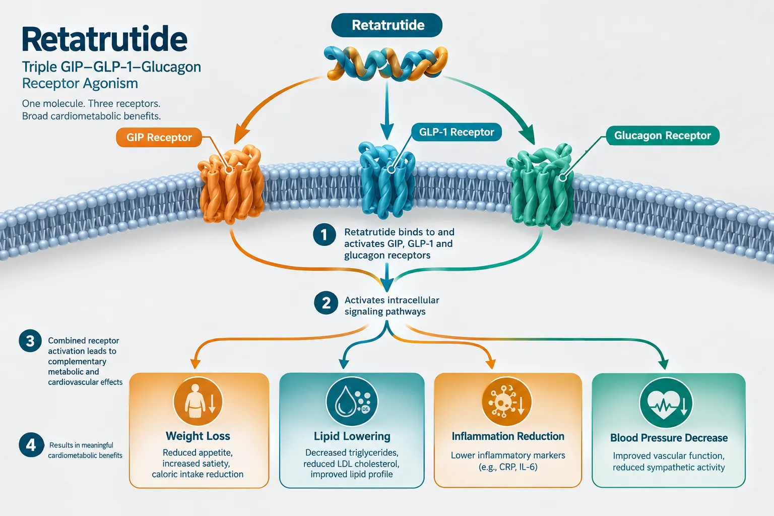 How to Interpret Correlated Endpoints: Separating Weight Loss from Direct Effects