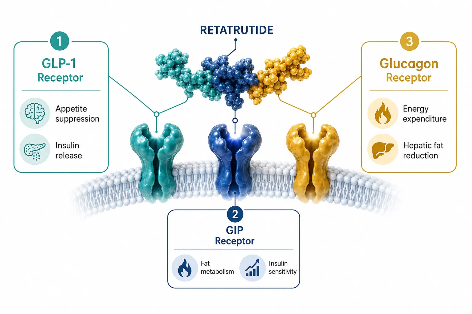 What "Triple Agonism" Actually Means in Retatrutide Research