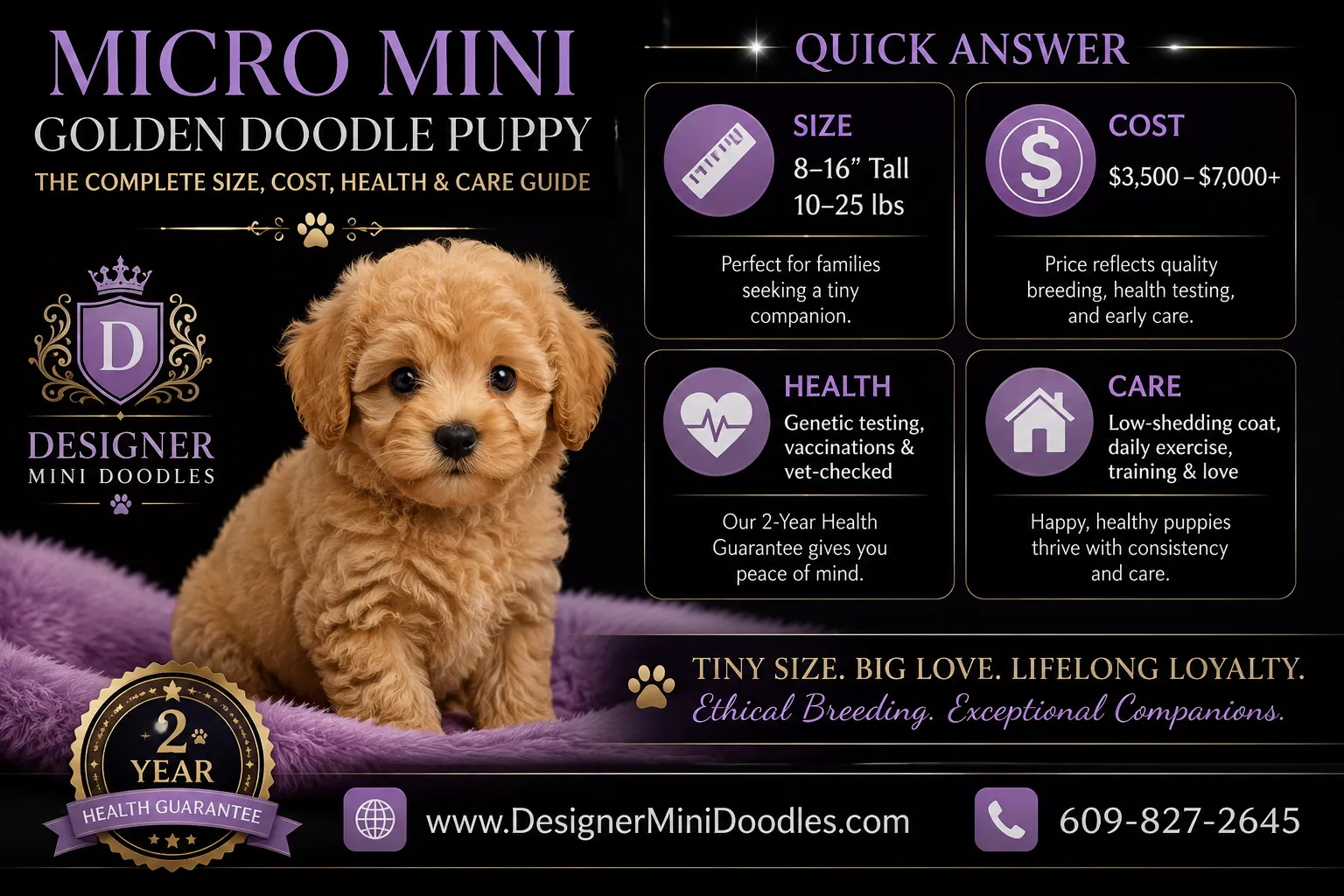micro mini golden doodle puppy