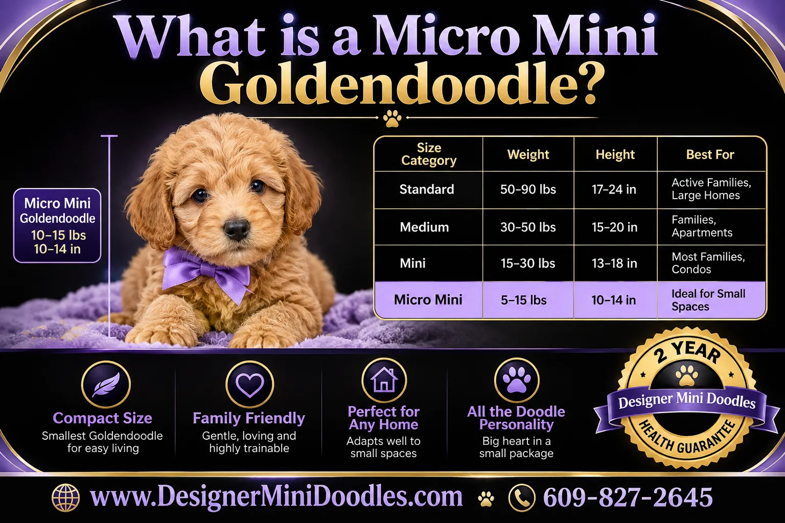 micro mini golden doodle puppy