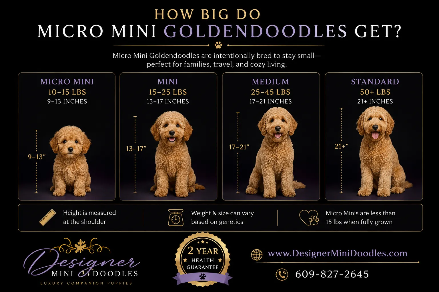 micro mini golden doodle puppy
