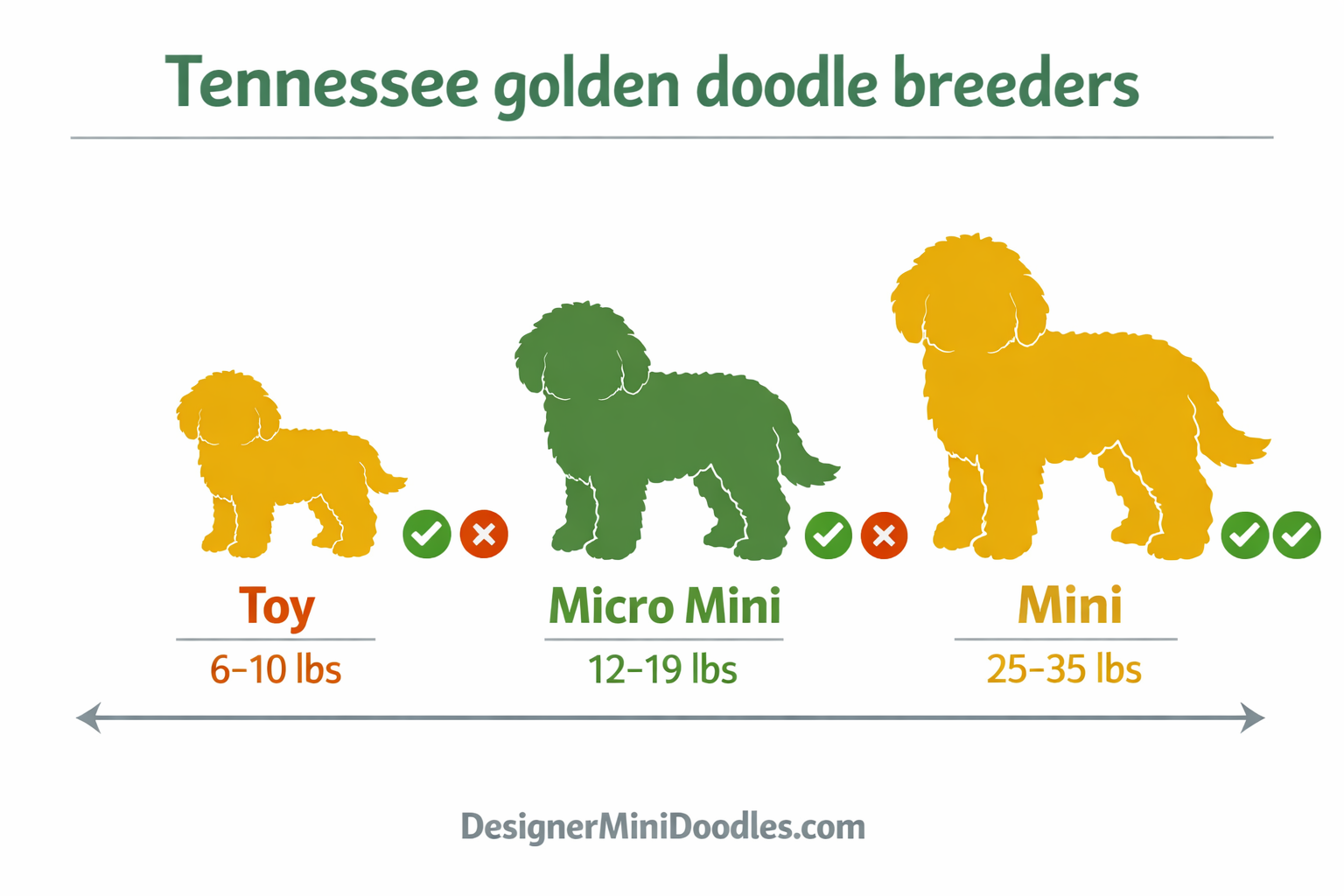 () infographic-style image showing a size comparison chart of three goldendoodle sizes: Toy (6-10 lbs), Micro Mini (12-19