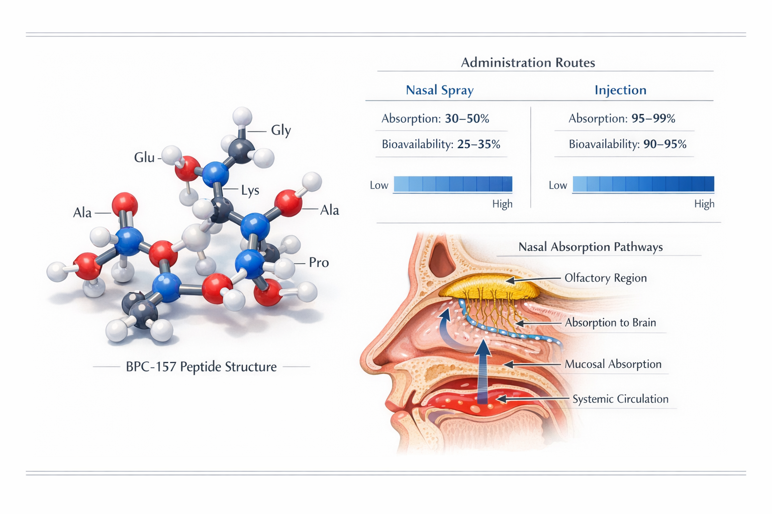 Detailed scientific illustration showing BPC-157 peptide molecular structure in 3D rendering with labeled amino acid chains, alongside compa