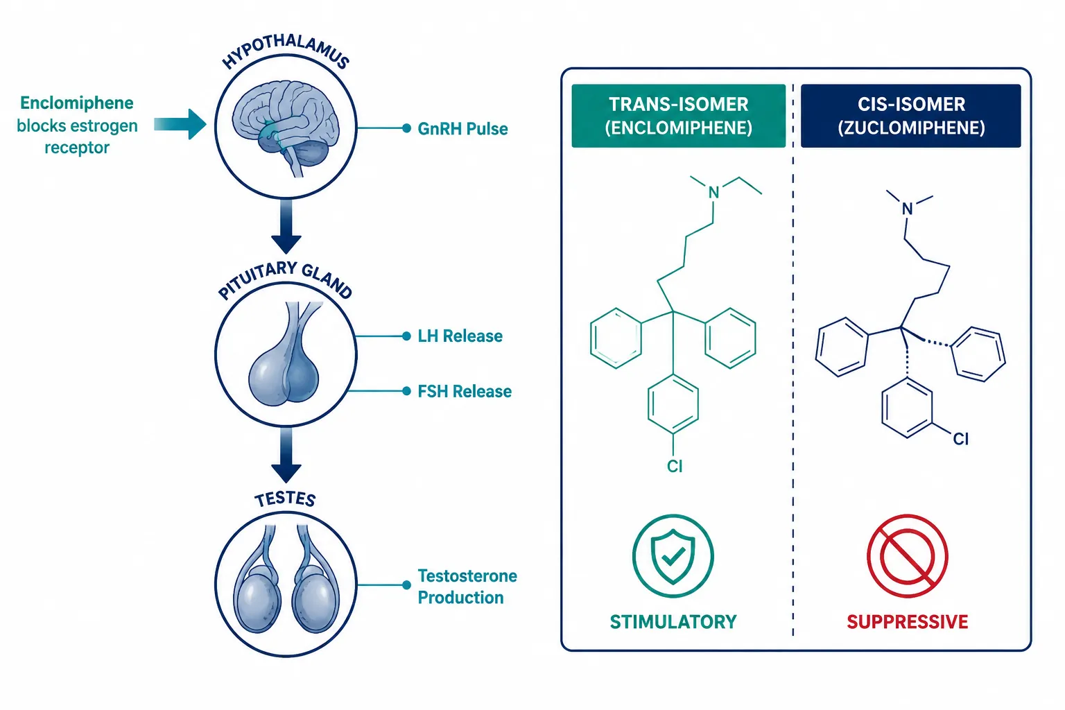 The Isomer Problem: Why Clomiphene's Mixed Profile Limits Research Clarity