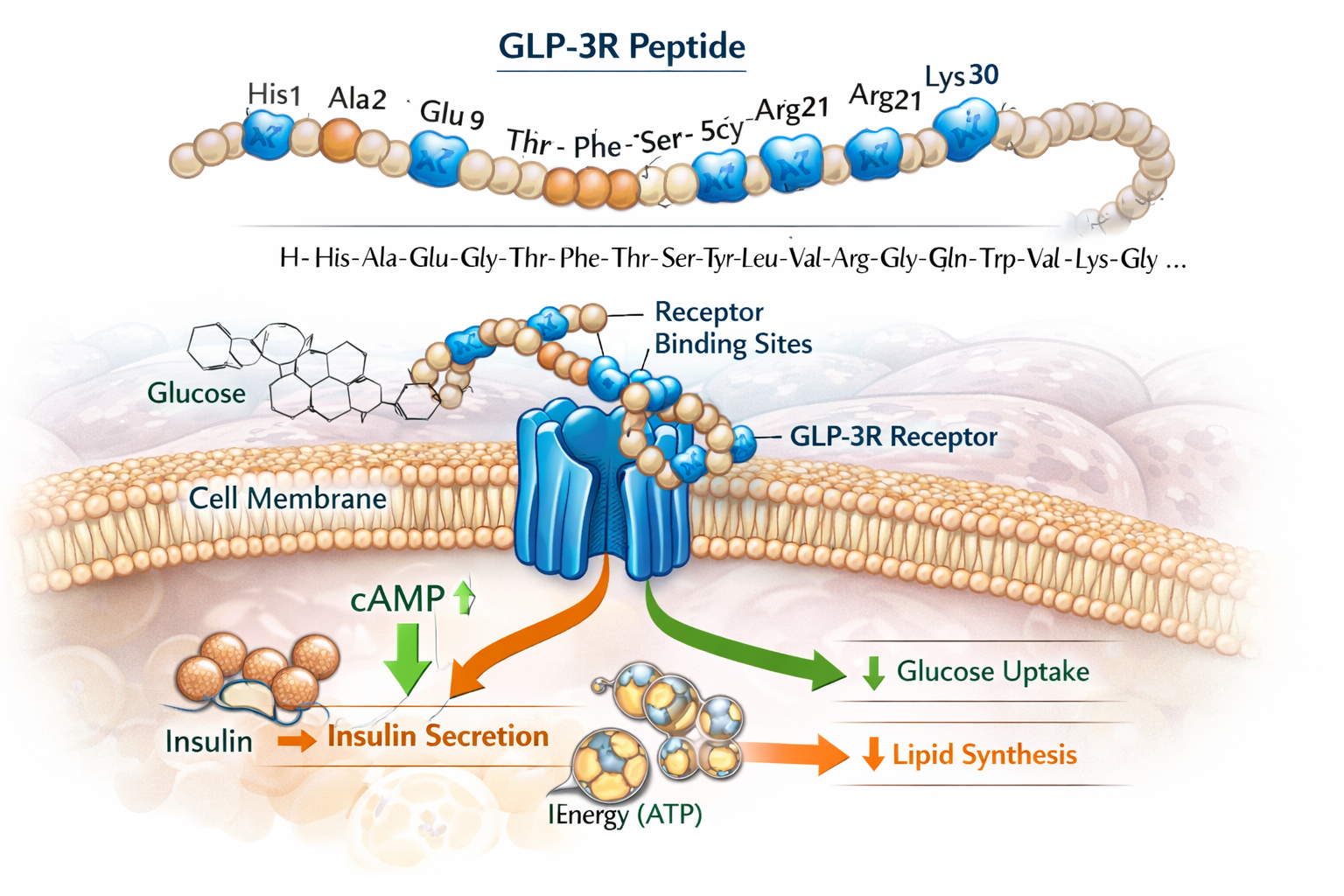 Detailed scientific illustration (1536x1024) showing GLP-3R peptide molecular structure with labeled amino acid sequences, receptor binding 
