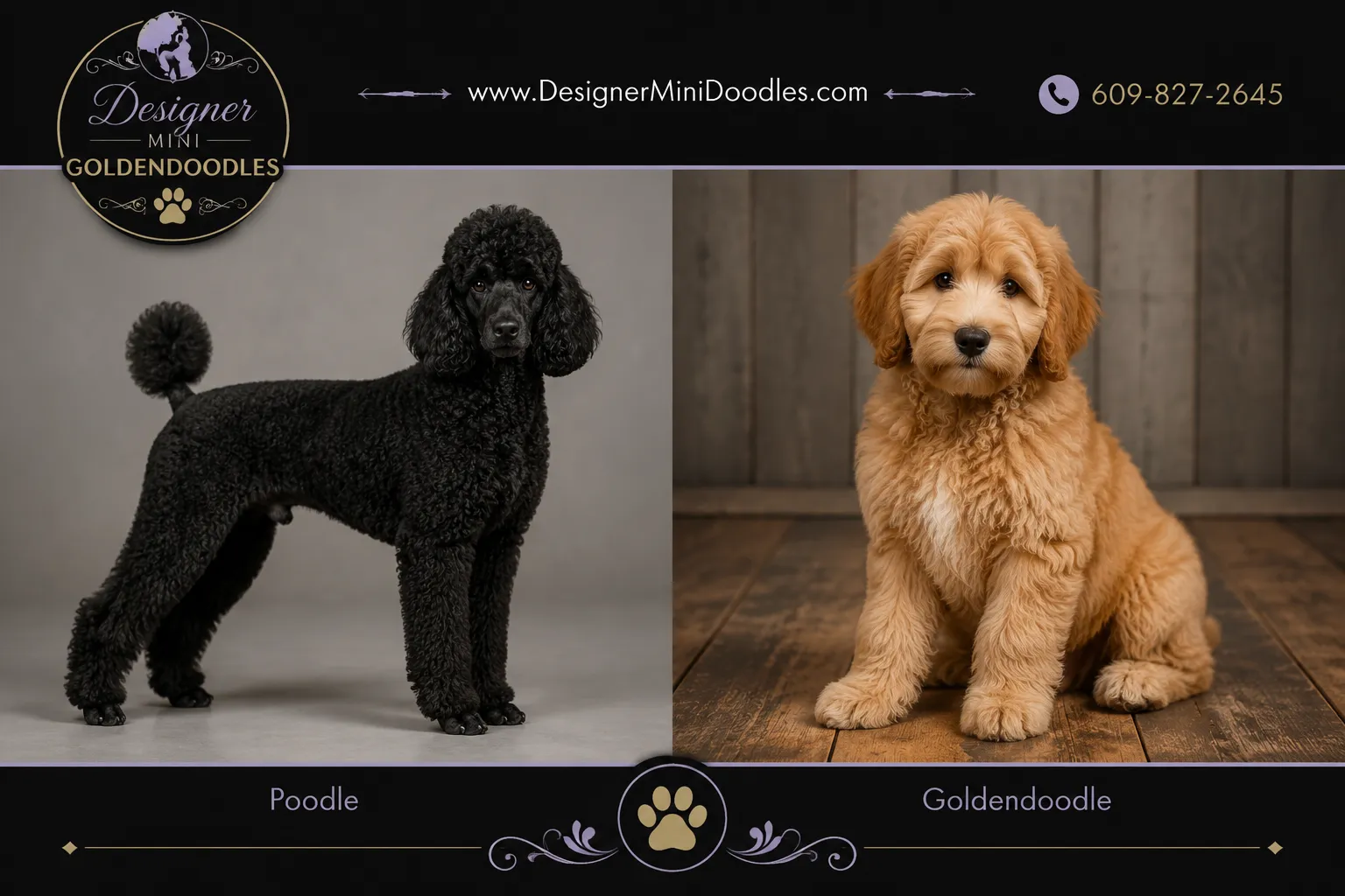 mini goldendoodles North Carolina