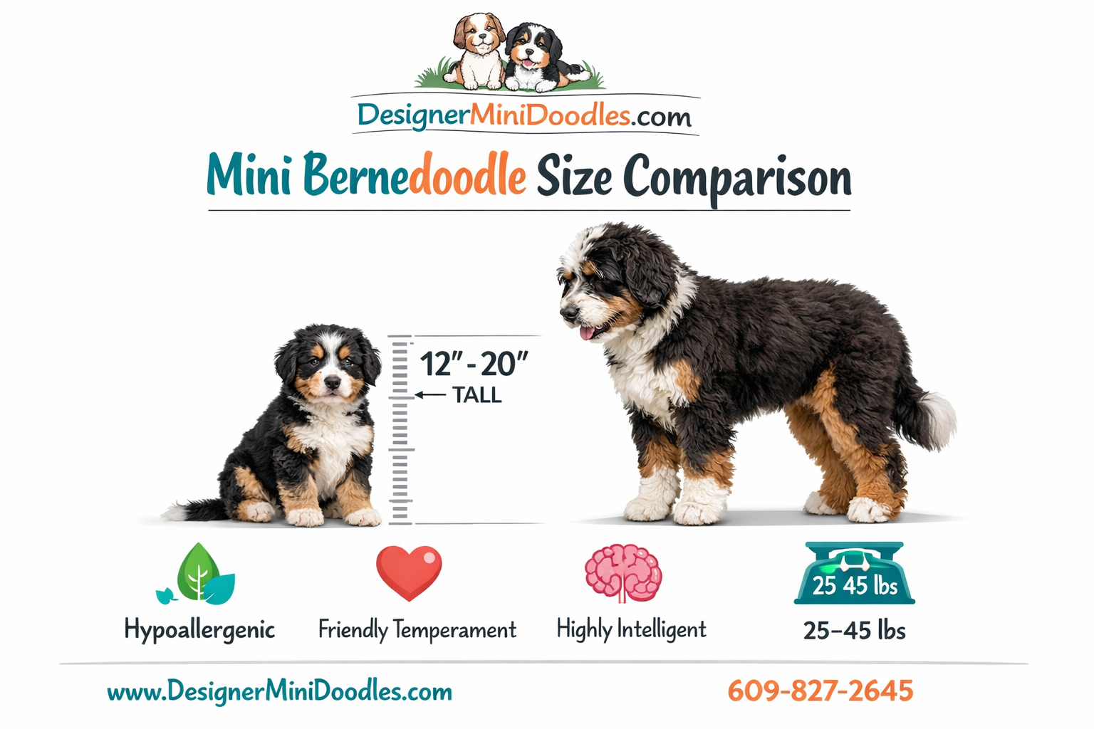mini bernedoodle puppies Fort Meyers