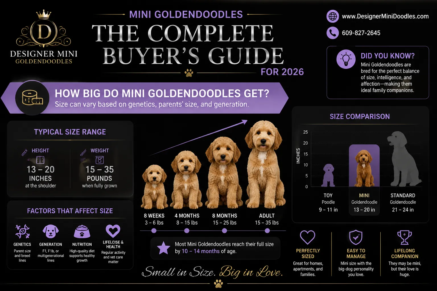 mini goldendoodles