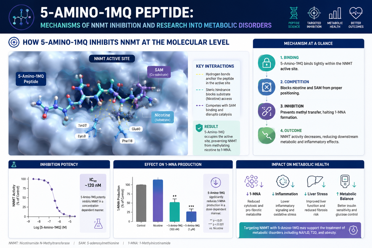 How 5-Amino-1MQ Inhibits NNMT at the Molecular Level