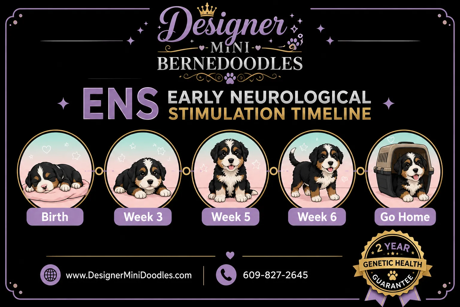mini bernedoodle puppy price