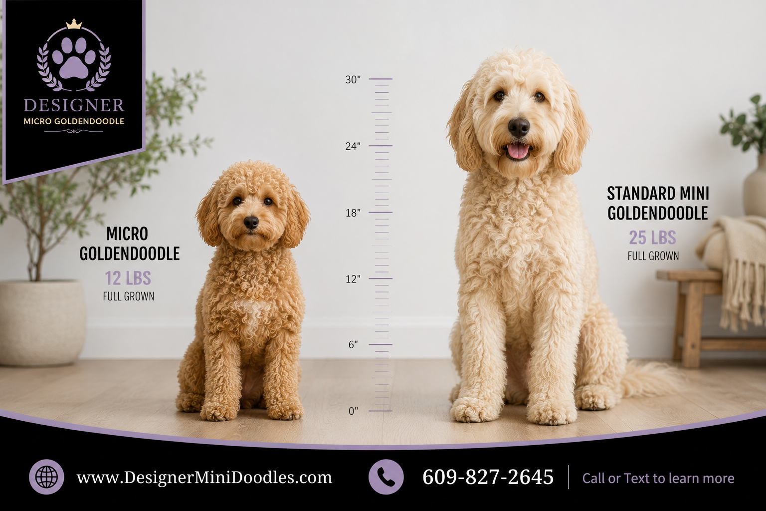micro goldendoodle