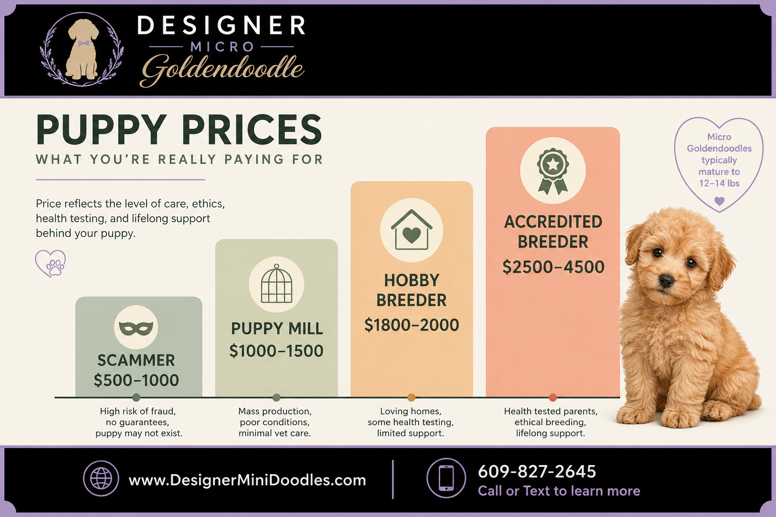 Micro Goldendoodle Price: How Much Do They Cost