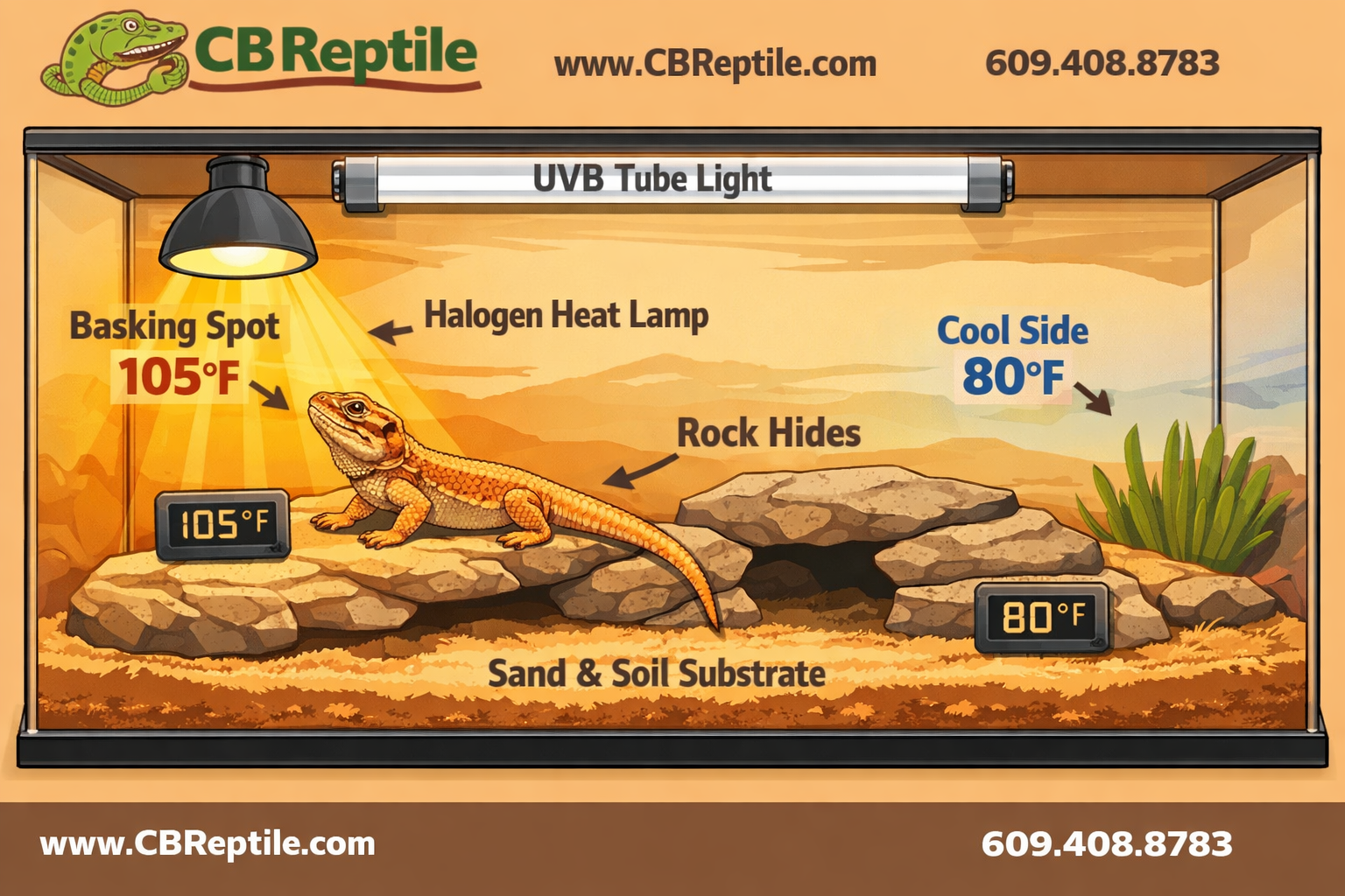() detailed illustration of a bearded dragon enclosure cross-section showing temperature zones with labeled basking spot at