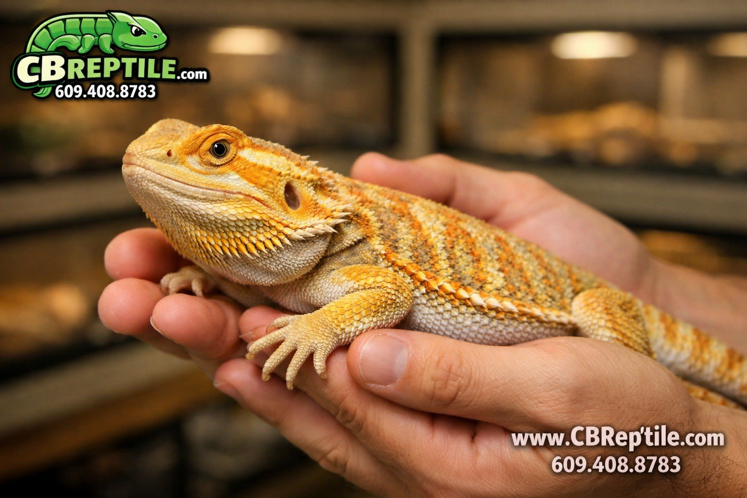() close-up macro photography of a bearded dragon handler gently holding a calm, colorful hypo morph bearded dragon with