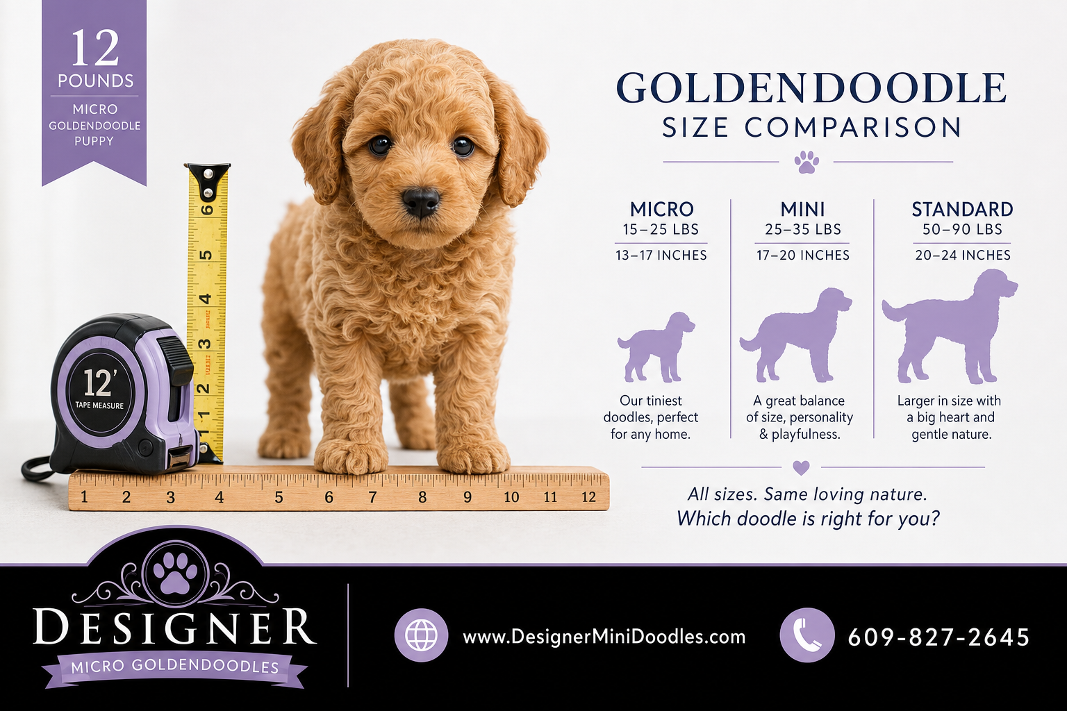 micro goldendoodle puppies Boca Raton