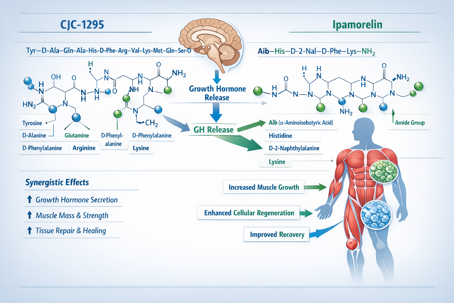 Detailed scientific illustration showing CJC-1295 and Ipamorelin peptide molecular structures side by side with labeled amino acid chains, g