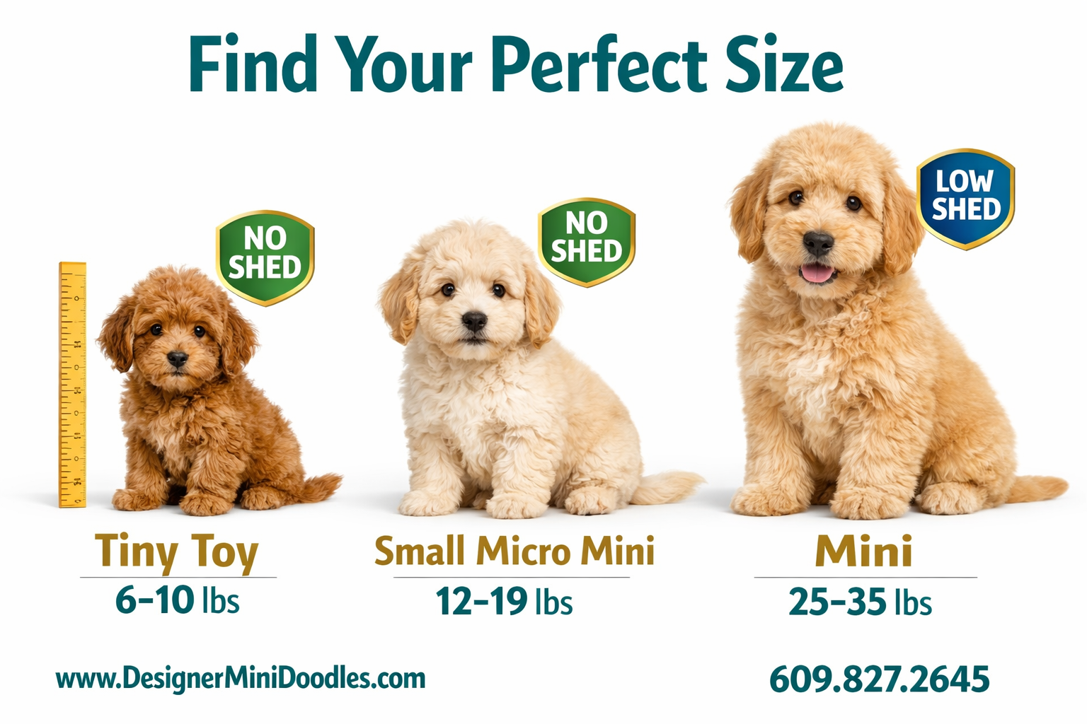 () interactive-style infographic image showing three mini goldendoodle puppies of different sizes side by side — tiny toy
